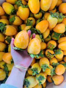 hồng Đà Lạt có mấy loại