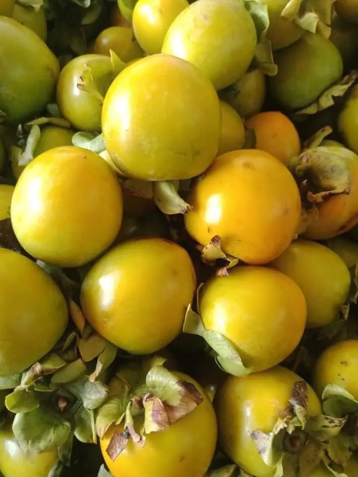 hồng Đà Lạt có mấy loại - Hình 3