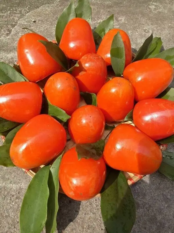 hồng Đà Lạt có mấy loại - Hình 4