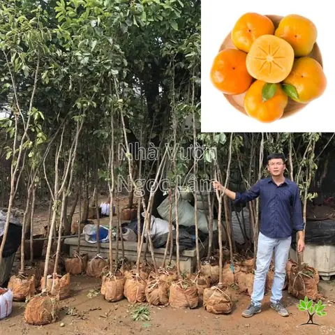 hồng giòn được trồng ở đâu - Hình 2