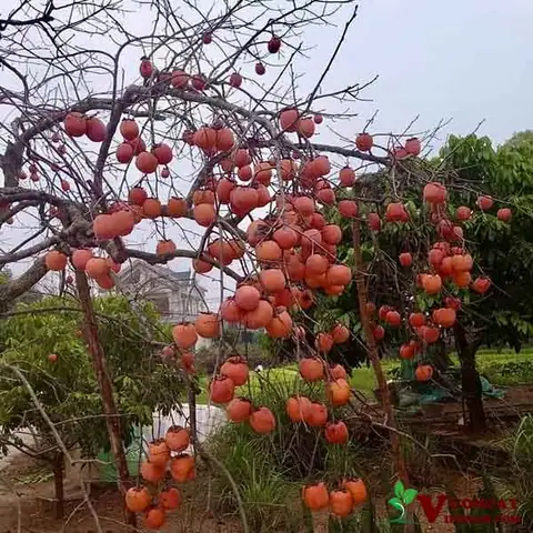 hồng giòn được trồng ở đâu - Hình 3