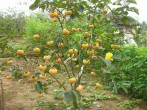 hồng giòn được trồng ở đâu