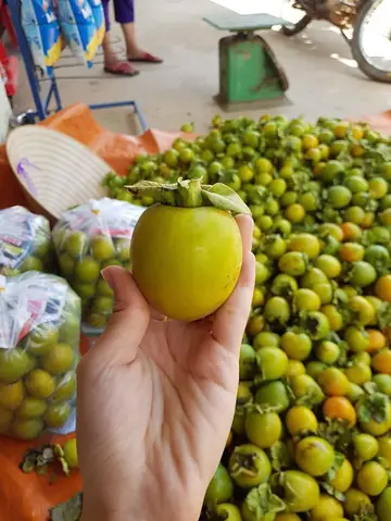 hồng giòn được trồng ở đâu - Hình 4
