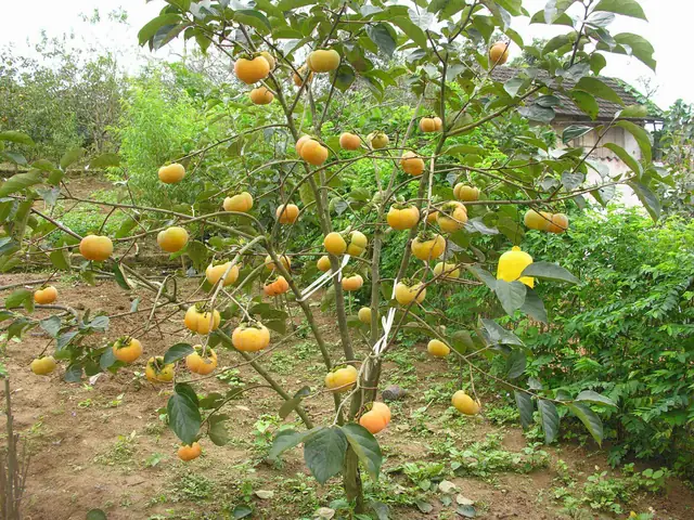 hồng giòn được trồng ở đâu - Hình 1