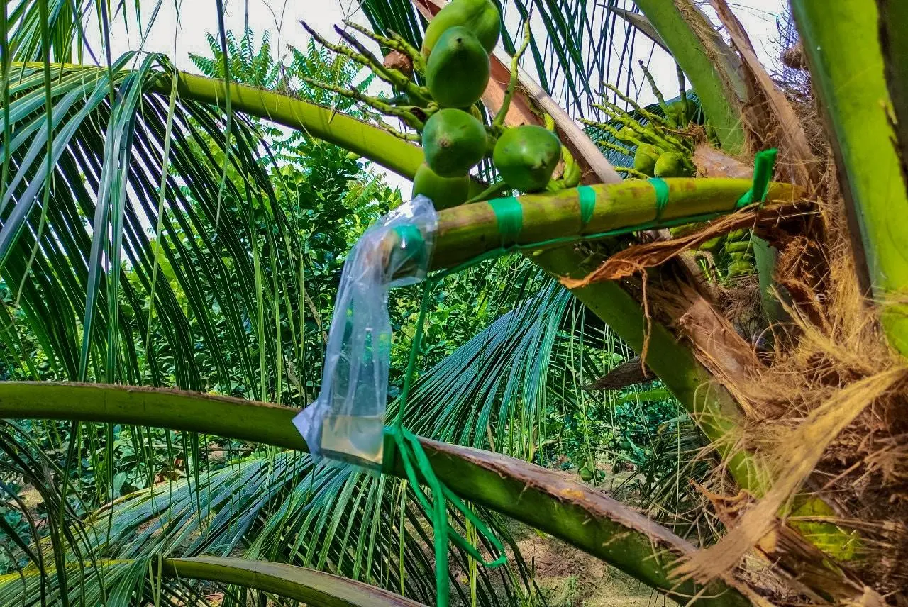 mật hoa dừa Bến Tre - Hình 1