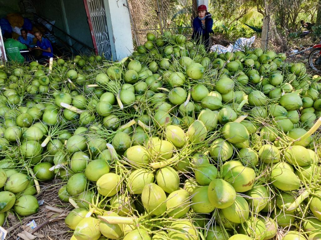 mùa dừa Bến Tre