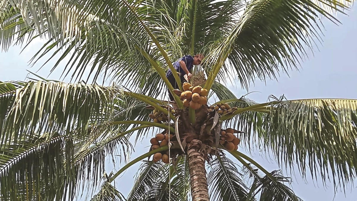 mùa dừa Bến Tre - Hình 3
