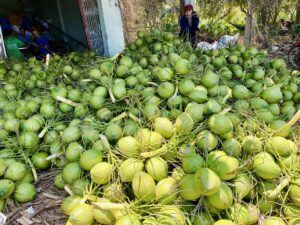 mùa dừa Bến Tre