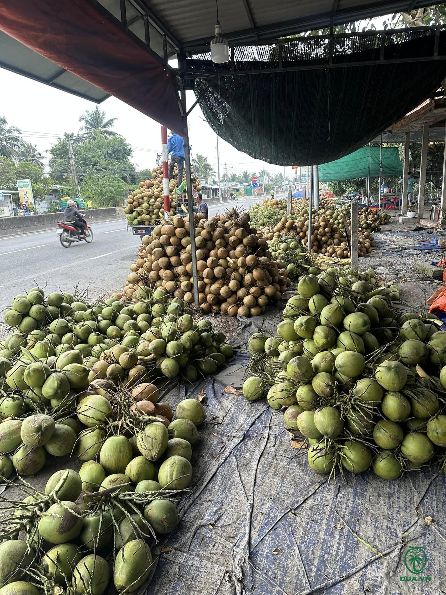 mùa dừa Bến Tre - Hình 4