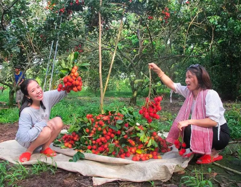 mùa trái cây Bến Tre - Hình 2