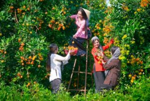 mùa trái cây Bến Tre