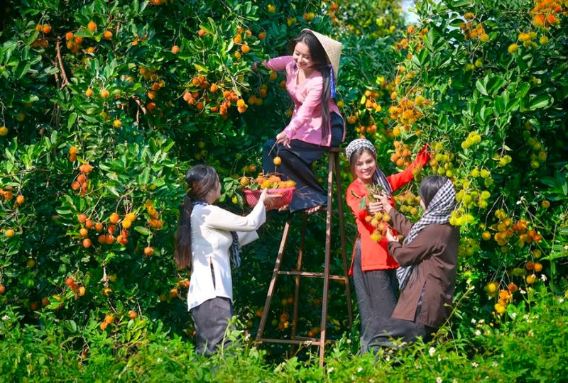 mùa trái cây Bến Tre - Hình 1