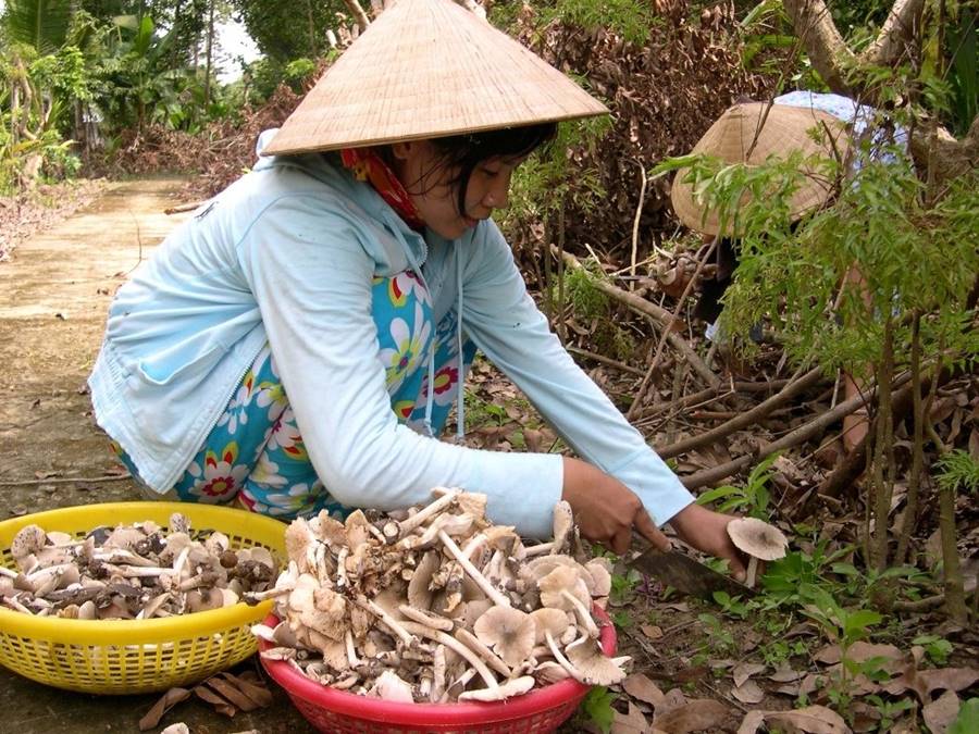 nấm mối Bến Tre - Hình 2