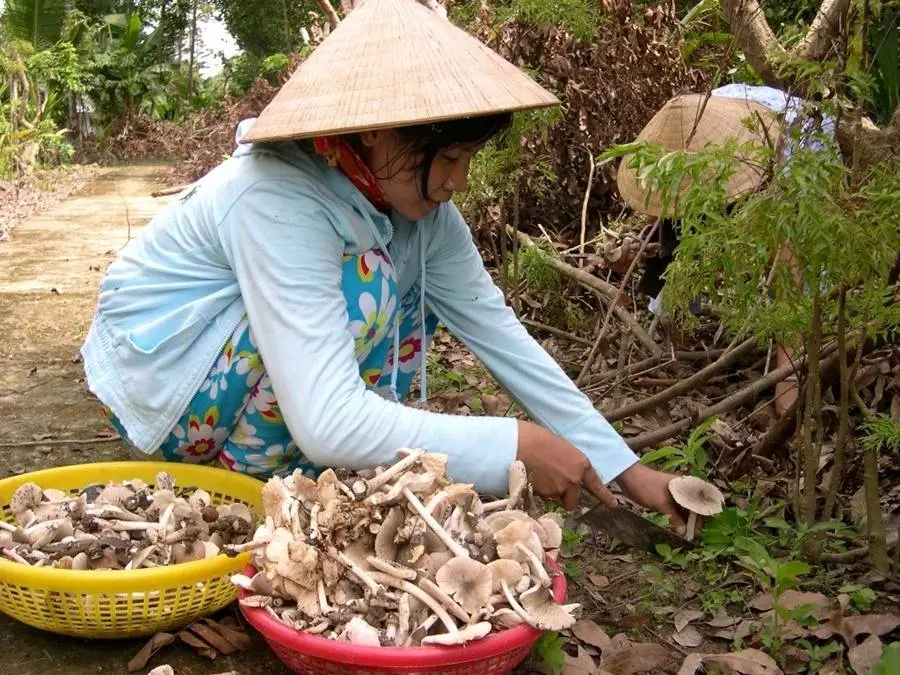 nấm mối Bến Tre - Hình 2