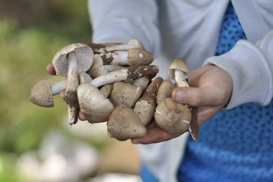 nấm mối Bến Tre - Hình 4