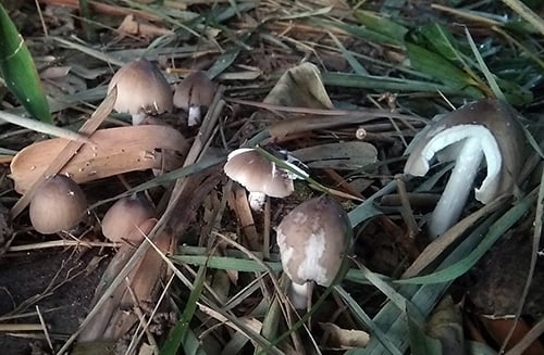 nấm mối Bến Tre - Hình 5