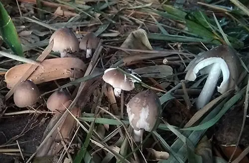 nấm mối Bến Tre - Hình 5