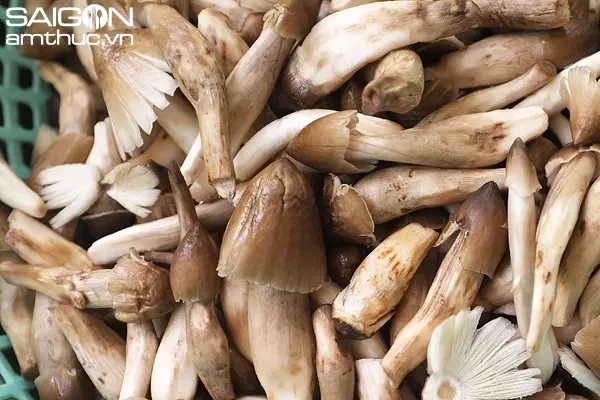 nấm mối Bến Tre