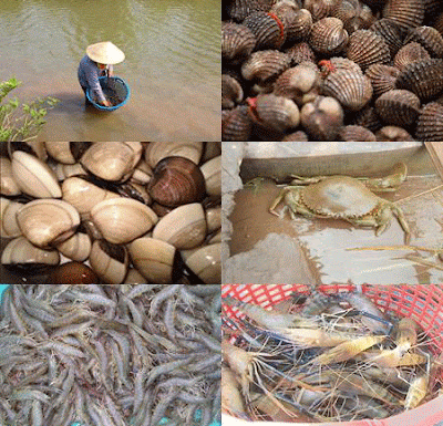 nghêu Thạnh Phú - Hình 4
