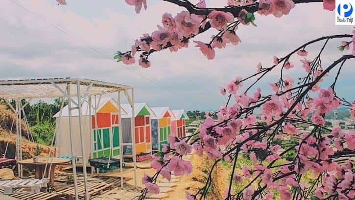 nông trại vui vẻ Sunny Farm - Hình 2