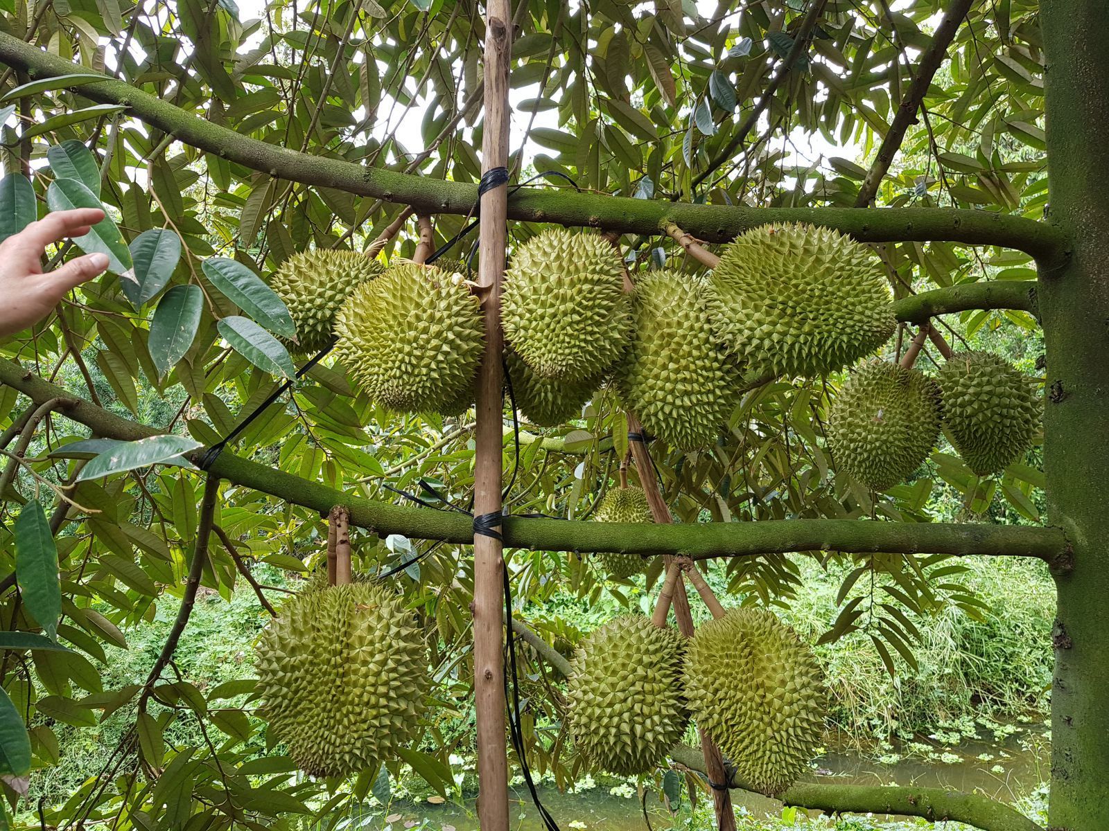 sầu riêng Chợ Lách - Hình 2
