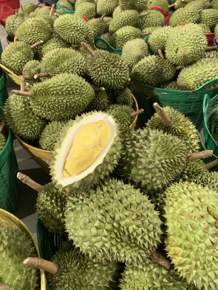 sầu riêng Chợ Lách - Hình 4
