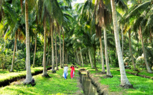 tham quan vườn dừa Bến Tre