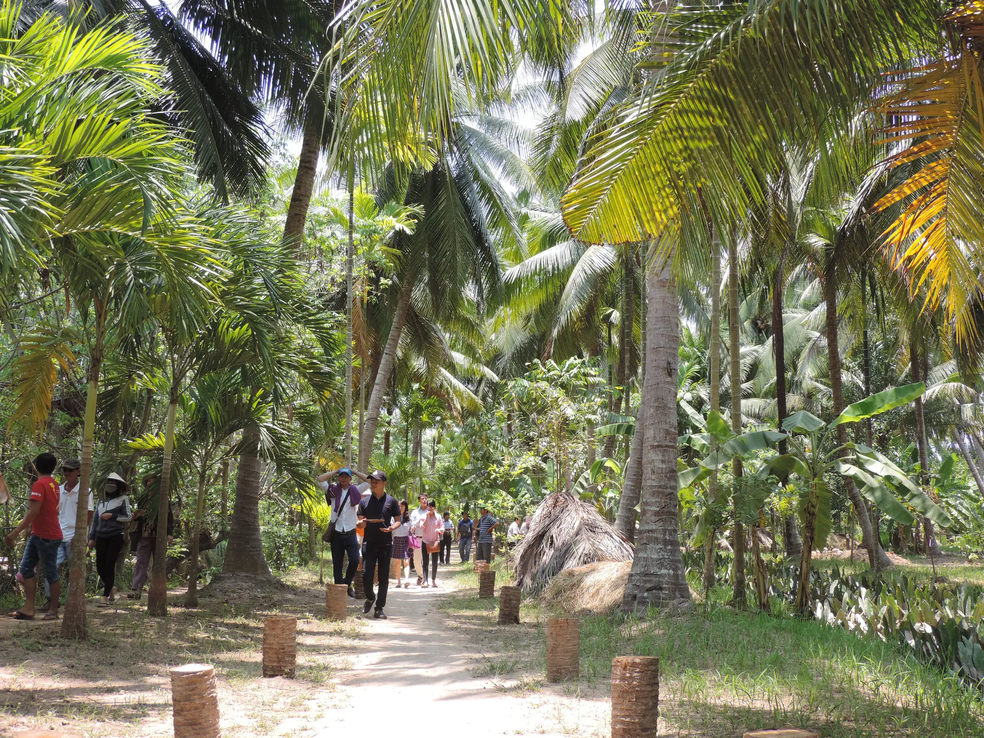 tham quan vườn dừa Bến Tre - Hình 4